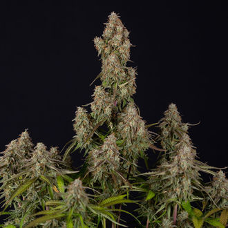 Wurlz F1 Autoflower (Zamnesia Seeds) Feminiserade