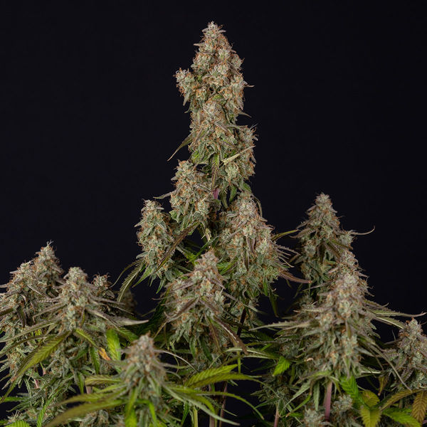 Wurlz F1 Autoflower (Zamnesia Seeds) Feminiserade