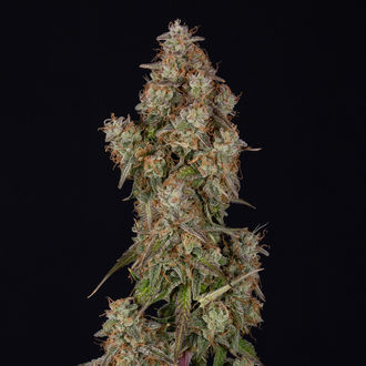 Wurlz F1 Autoflower (Zamnesia Seeds) Feminiserade