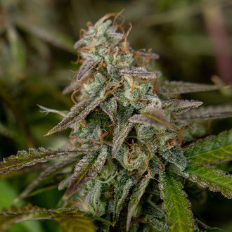 Wurlz F1 Autoflower (Zamnesia Seeds) Feminiserade