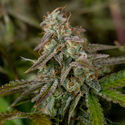 Wurlz F1 Autoflower (Zamnesia Seeds) Feminiserade