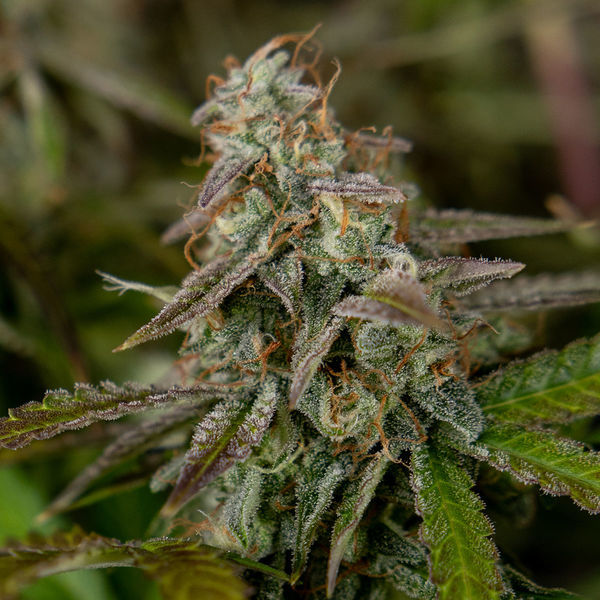 Wurlz F1 Autoflower (Zamnesia Seeds) Feminiserade