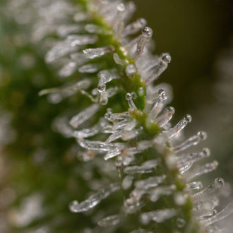 Wurlz F1 Autoflower (Zamnesia Seeds) Feminiserade