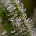 Wurlz F1 Autoflower (Zamnesia Seeds) Feminiserade