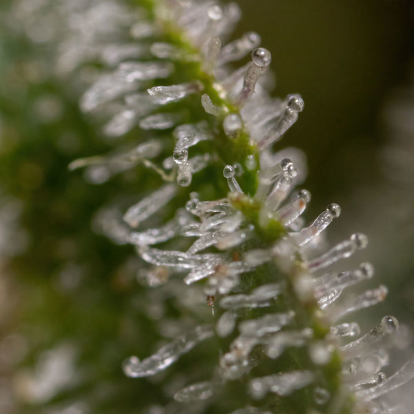 Wurlz F1 Autoflower (Zamnesia Seeds) Feminiserade