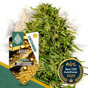 Green Cure CBD F1 Autoflower (Zamnesia Seeds) Feminiserade