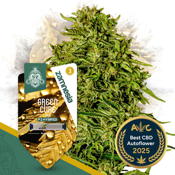Green Cure CBD F1 Autoflower (Zamnesia Seeds) Feminiserade