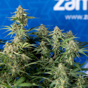 Green Cure CBD F1 Autoflower (Zamnesia Seeds) Feminiserade