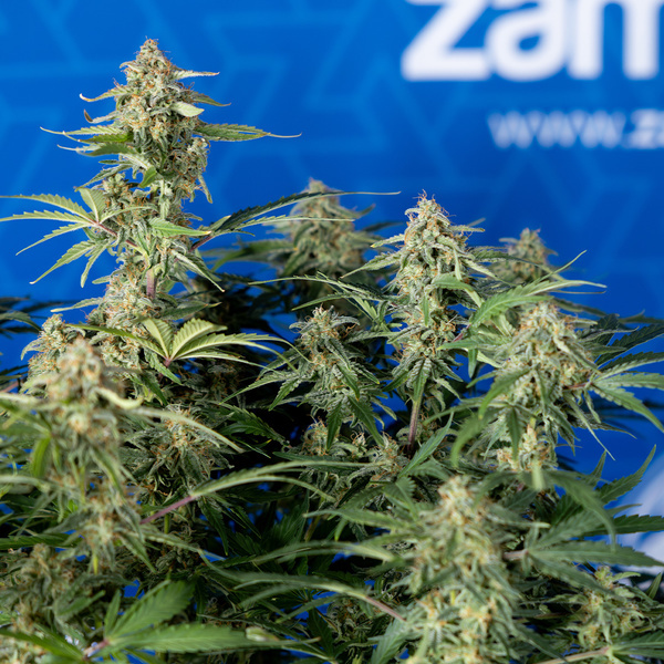 Green Cure CBD F1 Autoflower (Zamnesia Seeds) Feminiserade