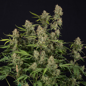 Green Cure CBD F1 Autoflower (Zamnesia Seeds) Feminiserade