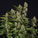 Green Cure CBD F1 Autoflower (Zamnesia Seeds) Feminiserade