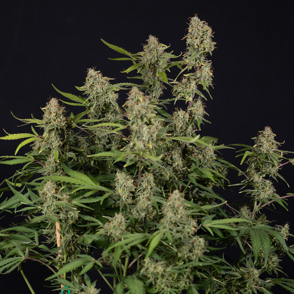 Green Cure CBD F1 Autoflower (Zamnesia Seeds) Feminiserade