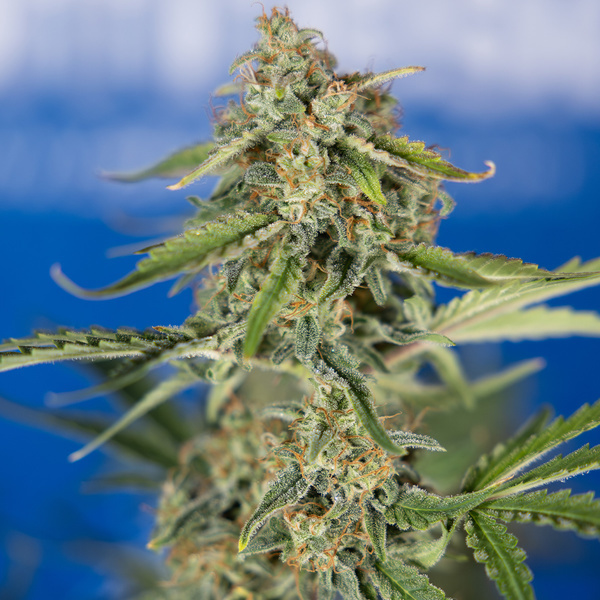 Green Cure CBD F1 Autoflower (Zamnesia Seeds) Feminiserade