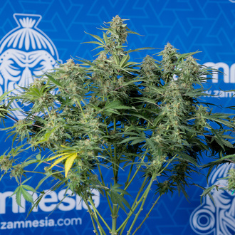 Green Cure CBD F1 Autoflower (Zamnesia Seeds) Feminiserade