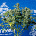 Green Cure CBD F1 Autoflower (Zamnesia Seeds) Feminiserade