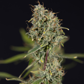 Green Cure CBD F1 Autoflower (Zamnesia Seeds) Feminiserade