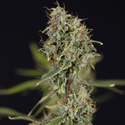 Green Cure CBD F1 Autoflower (Zamnesia Seeds) Feminiserade