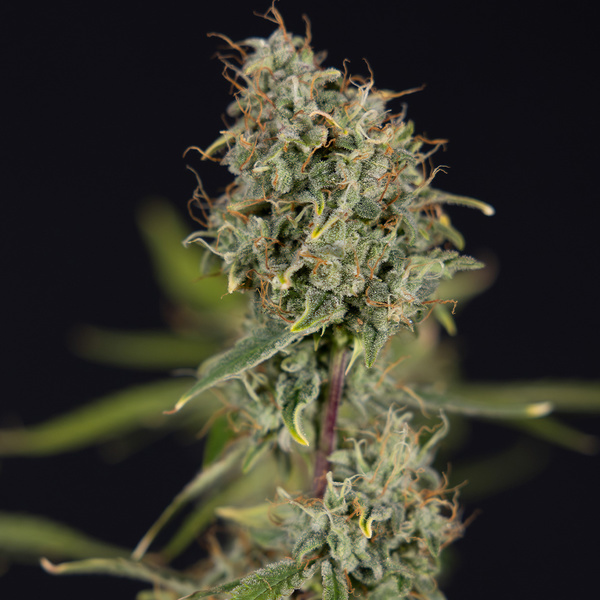 Green Cure CBD F1 Autoflower (Zamnesia Seeds) Feminiserade