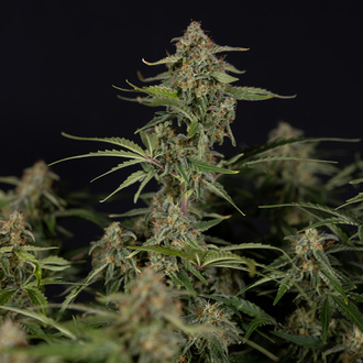 Green Cure CBD F1 Autoflower (Zamnesia Seeds) Feminiserade