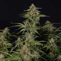 Green Cure CBD F1 Autoflower (Zamnesia Seeds) Feminiserade