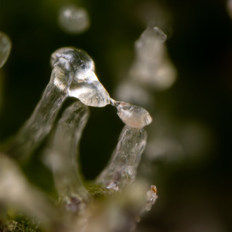 Green Cure CBD F1 Autoflower (Zamnesia Seeds) Feminiserade