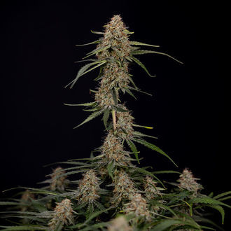 Blue Cheese F1 Autoflower (Zamnesia Seeds) Feminiserade
