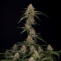 Blue Cheese F1 Autoflower (Zamnesia Seeds) Feminiserade