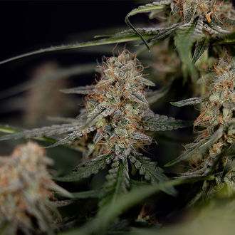 Blue Cheese F1 Autoflower (Zamnesia Seeds) Feminiserade