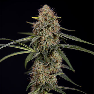 Blue Cheese F1 Autoflower (Zamnesia Seeds) Feminiserade