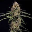 Blue Cheese F1 Autoflower (Zamnesia Seeds) Feminiserade