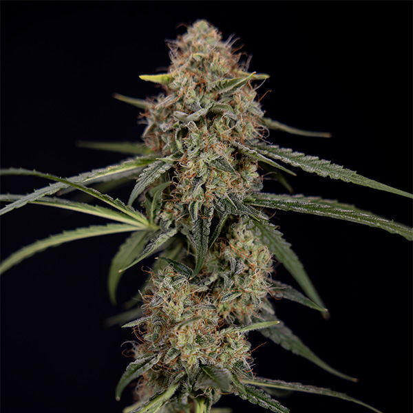 Blue Cheese F1 Autoflower (Zamnesia Seeds) Feminiserade
