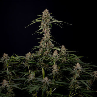 Blue Cheese F1 Autoflower (Zamnesia Seeds) Feminiserade