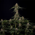 Blue Cheese F1 Autoflower (Zamnesia Seeds) Feminiserade