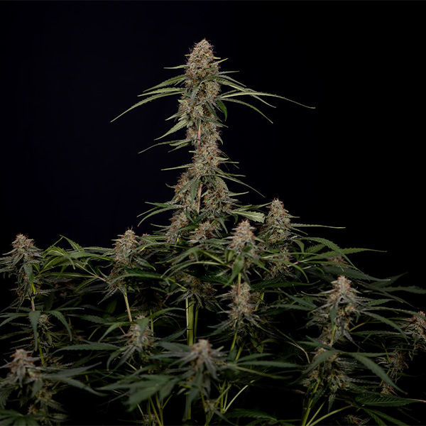 Blue Cheese F1 Autoflower (Zamnesia Seeds) Feminiserade