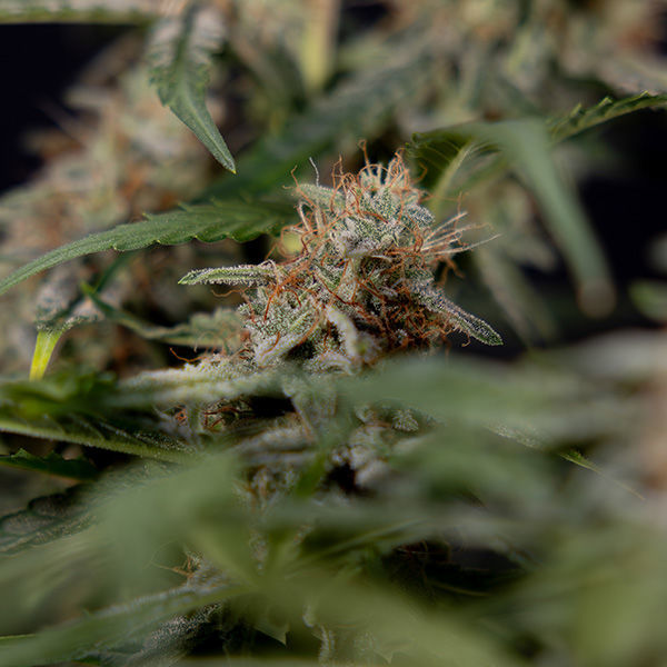 Blue Cheese F1 Autoflower (Zamnesia Seeds) Feminiserade