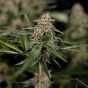 Blue Cheese F1 Autoflower (Zamnesia Seeds) Feminiserade