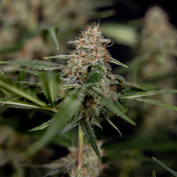 Blue Cheese F1 Autoflower (Zamnesia Seeds) Feminiserade