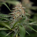 Blue Cheese F1 Autoflower (Zamnesia Seeds) Feminiserade