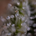 Blue Cheese F1 Autoflower (Zamnesia Seeds) Feminiserade