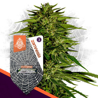 White Widow F1 Autoflower (Zamnesia Seeds) Feminiserade