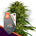 White Widow F1 Autoflower (Zamnesia Seeds) Feminiserade