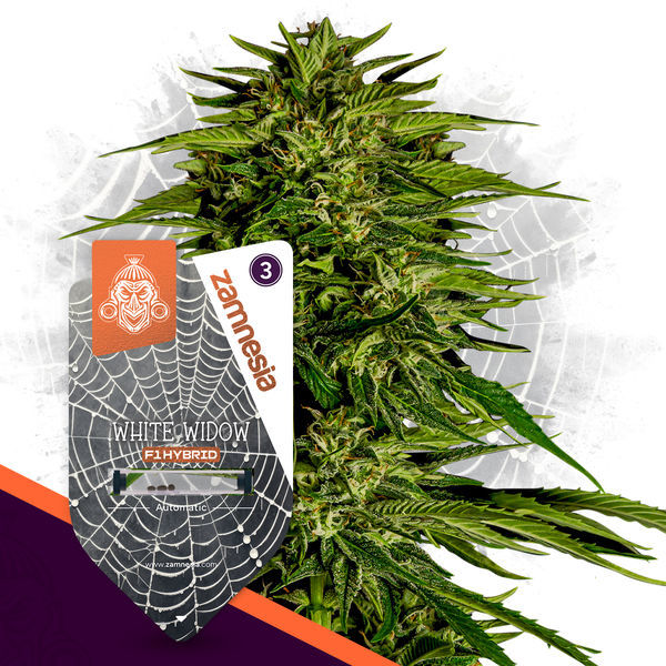 White Widow F1 Autoflower (Zamnesia Seeds) Feminiserade