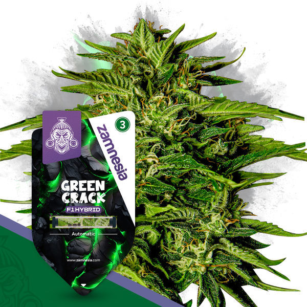 Green Crack F1 Autoflower (Zamnesia Seeds) Feminiserade