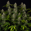Green Crack F1 Autoflower (Zamnesia Seeds) Feminiserade