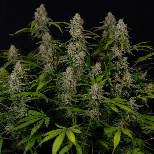 Green Crack F1 Autoflower (Zamnesia Seeds) Feminiserade
