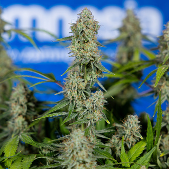 Green Crack F1 Autoflower (Zamnesia Seeds) Feminiserade