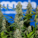 Green Crack F1 Autoflower (Zamnesia Seeds) Feminiserade