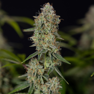 Green Crack F1 Autoflower (Zamnesia Seeds) Feminiserade