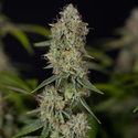 Green Crack F1 Autoflower (Zamnesia Seeds) Feminiserade