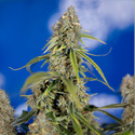 Green Crack F1 Autoflower (Zamnesia Seeds) Feminiserade